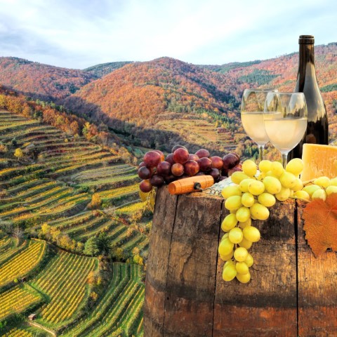 Weinberge im herbstlichen Weinviertel